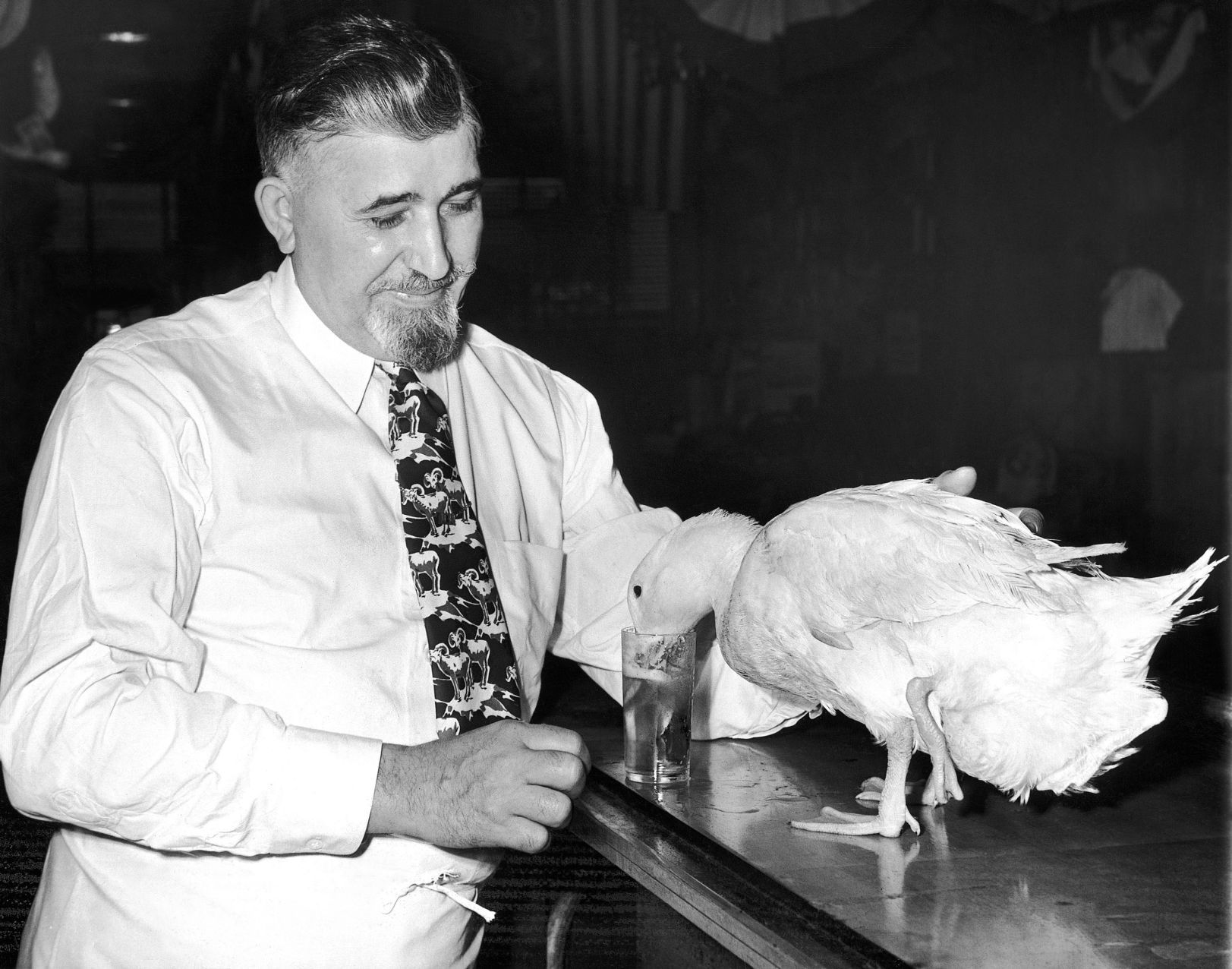 1954: A Duck Walks Into A Bar